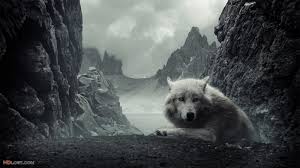 Black wolf wallpapers we have about (314) wallpapers in (1/11) pages. Dark Wolf Wallpapers Wallpaper Cave