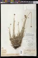Image result for Fimbristylis madagascariensis