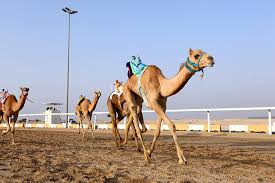 Camel carriage ride visit dubai royal camel racing club to experience the exclusive feature camel car! 10 Ungewohnliche Orte In Dubai Mit Accor