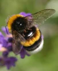 Bumble Bee Bee Bumble Bee Animals