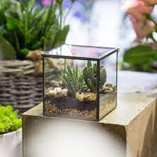 Terrariums are containers made of glass and are designed in a manner that plants can grow in them. Handmade Square Glass Geometric Terrarium With Lid For Fern Moss Succulents Cacti Ncypgarden