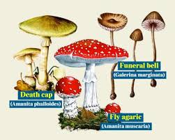 Mushroom identification developed by happimoji is listed under category education 4.2/5 average rating on google play by 53 users). Mushroom App Couldn T Identify Deadly Species News The Times