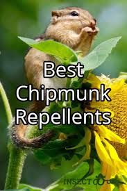 Maybe you would like to learn more about one of these? The Best Chipmunk Repellents Insect Cop Chipmunk Repellent Get Rid Of Chipmunks Chipmunks