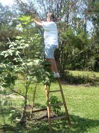 They like their water but do not want to sit in it. Monstrous Okra Sighted In Mississippi Garden Veggie Gardening Tips