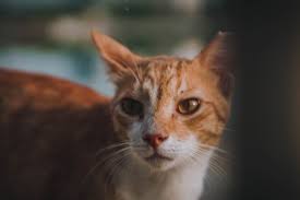 This rehoming service is available to help you rehome your cat safely and with as little worry as possible. Adopt A Cat In Dubai Discover Kittysnip Expatwoman Com