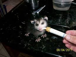If you are doing this, make sure to keep your baby away from the faucet and consider lining the faucet with a towel as well, to prevent slips. Opossum Care Posts Facebook