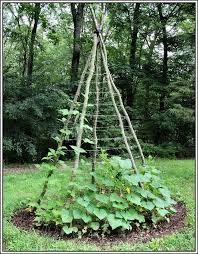 Cucumbers Cucumbers Securing Securing Trellis Perfect Trellis Perfect Melons Sienna Melons Ellis Rope B Gartenspaliere Gartenarbeit Gitter Garten