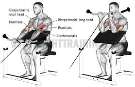 Comment Effectuer Le Curl Poulie Biceps Musculation Musculation Bras Livre Musculation