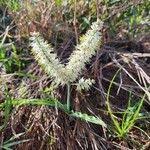 Image result for Chlorophytum africanum