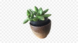 Cactus Cartoon Png Download 500 500 Free Transparent Plant Png Download Cleanpng Kisspng Here are only the best cartoon unicorn wallpapers. cactus cartoon png download 500 500