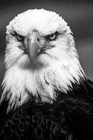 Black And White Eagle Tattoo Bald Eagle With Images Eagle Images Bald Eagle Eagle