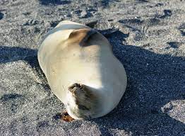 Pregnant Sea Lion Darwin S Theory Of Evolution Sea Lion Theory Of Evolution