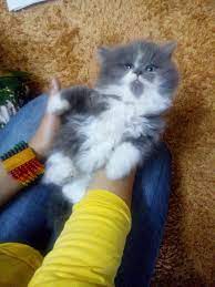 Savesave anak kucing comel for later. Anak Kucing Untuk Dijual Jual Beli Kucing Area Kelantan Facebook