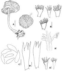 Image result for Marasmius siccus