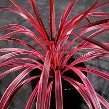 Cordyline Australis Sunrise Pp20 634 At San Marcos Growers Patio Plants Palm Plant Plant Structure