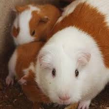 guinea pig pregnancy calculator gestation calculator com