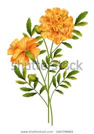 Find Marigold Flowers Isolated On White Background Stock Images In Hd And Millions Of Other Royalty Free Stock Photos Digital Flowers Marigold Flower Flowers