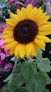 Sinfiltro Girasol Bonito Sigueme Sunflower Pictures Sunflower Flower Beautiful Flowers