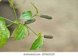 Image result for Piper capense