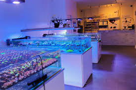At aquatic technology we strive to provide the best possible service, marine live stock, aquarium supplies and marine and reef aquarium supplies and marine aquarium maintenance at the best possible price. Reef Builders On Twitter Fragbox Corals Reef Aquarium Store In Toronto Canada Https T Co 3i6eqaczxf