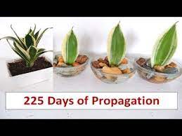 Sansevieria Trifasciata Propagation In Small Bowl Of Water Golden Hahnii Snake Plant Yout Snake Plant Propagation Sansevieria Trifasciata Sansevieria Plant