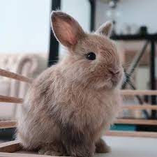 Pin On Adorable Animals