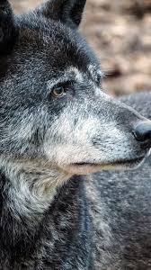 Black Wolf Look At Side 1080x1920 Iphone 8 7 6 6s Plus Wallpaper Background Picture Image Choose any iphone walpaper wallpaper for your ios device.