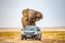 Meet chris kirubi two rivers mall owner based in kenya, we managed to get some photos of chris kirubi cars. Elephant Chases After A Car After Being Startled In Kenya Daily Mail Online