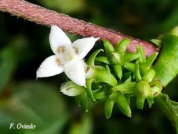 Image result for Sabicea