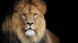 Res 1920x1080 Animal Wallpapers Download The Following Roaring Lion Lion Wallpaper Lion Wallpapers Lions Roaring