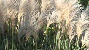Maiden grass (miscanthus sinensis 'gracillimus'). 10 Ways You Can Use Ornamental Grasses In The Landscape