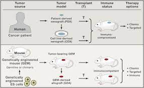 See full list on biocytogen.com Preclinical Mouse Cancer Models A Maze Of Opportunities And Challenges Sciencedirect