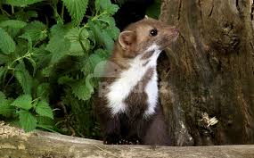 Image result for kuna lesní obrázky