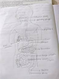„ hepatocytes (parenchymal cells,pc) „ liver endothelial cells (lec) „ kupffer cells (kc) „ stellate cells(sc) „ other cells: How To Draw A Human Digestive System Brainly In