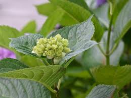 That will help keep the leaves dry and further spreading the fungus. Hydrangea Flowers Different Types How To Grow And Care Florgeous