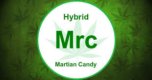 Maybe you would like to learn more about one of these? Martian Candy Strain Cannabis Wiki