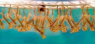 Learn about the causes, symptoms like encephalitis, and treatment of west nile infections in humans. West Nile Virus Another Pathogen Going Global Blog Isglobal