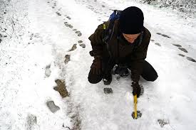 Nehmen sie sie mit auf entdeckungstour durch die winterliche landschaft. Spuren Im Schnee Die Kunst Des Fahrtenlesens Wwf Blog