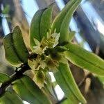 Image result for Calyptrochilum christyanum