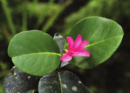 Image result for Secamone punctulata