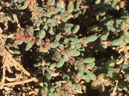 Image result for Suaeda vermiculata