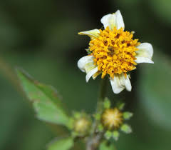 Image result for Bidens pilosa