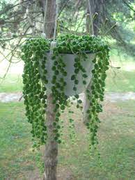 We did not find results for: Curio Rowleyanus String Of Pearls World Of Succulents