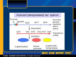 Chapter 11 Table Of Contents Section 1 Control Of Gene Expression Ppt Download