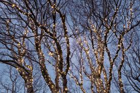 You can use one or two clips, depending on how you are. How To Put Christmas Lights On Tall Outdoor Trees Davey Blog