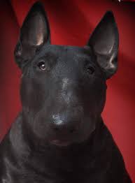 Black And White English Bull Terrier Puppy Pin By Dickie Coetzer On Bullies Mini Bull Terriers Black Bull Terrier Bull Terrier