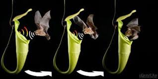 mammal carnivorous plant mutualism the scientist magazine mammal carnivorous plant mutualism