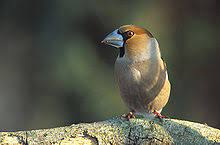 More images for pasarea botgros » Botgros WikÈ›ionar