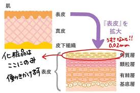 化粧品が浸透するのは角質層まで 化粧品 肌