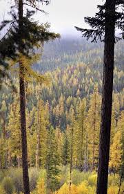 Western Larch Trees Like These Near Sherman Pass In The Colville National Forest Provide A Colorfu Colville National Forest Adventure Is Out There Larch Tree